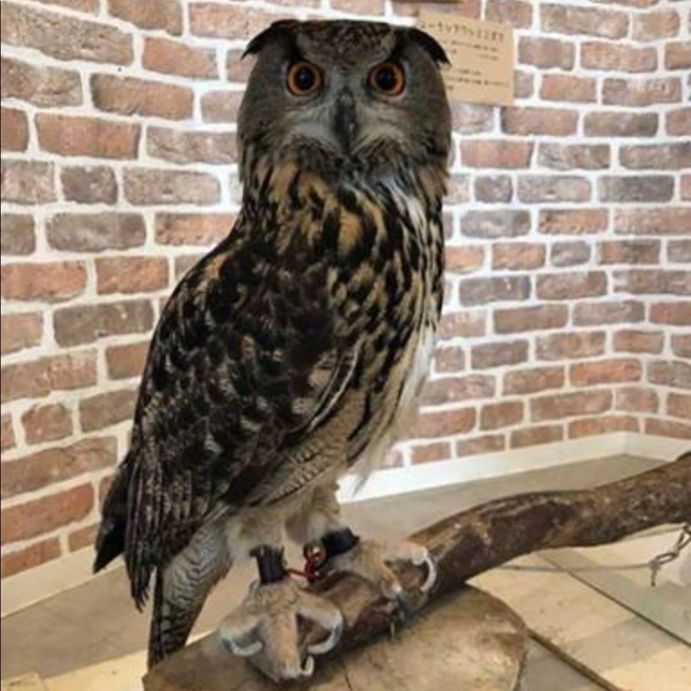 Meet your Posher, Nikki